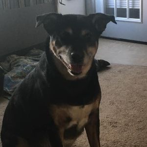 Meet your Posher, Guy